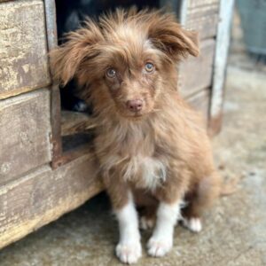 JEN (♀) - vermittelt MD