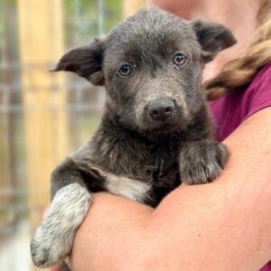 ROXANA (♀) - auf PS im PLZ Bereich 21 - vermittelt