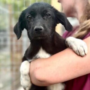 PILAR (♀) - ausgereist zur Hundehilfe Kreta e.V.