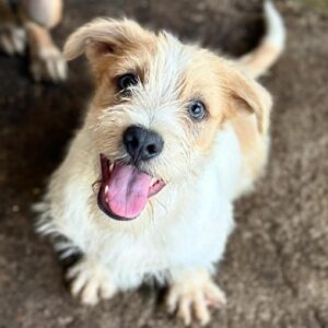 FRANKY (♂)- vermittelt MD