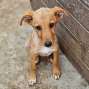 SINDO (♂) - vermittelt MD