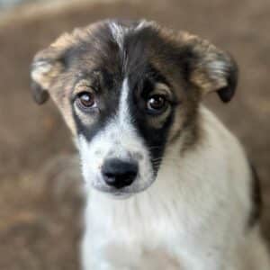 LABELLE (♀) - auf PS im PLZ Bereich 32 - vermittelt