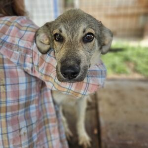 TYNA (♀) - vermittelt MD