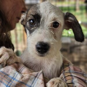 ELEANOR (♀) - ausgereist zur SHR e.V.