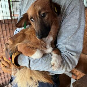 SUNITA (♀) - sehr dünn in Rumänien - jetzt auf PS im PLZ Bereich 92 - vermittelt