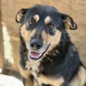 KASPER (♂) - vermittelt MH