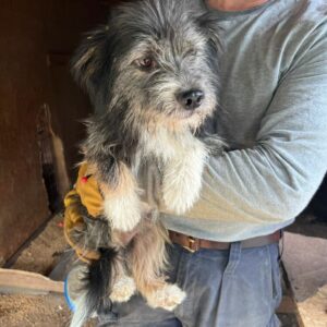 EINAR (♂) – entlaufen in Rumänien