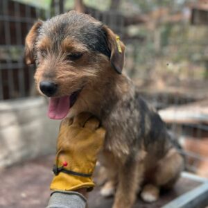 RALFI (♂) - vermittelt JW