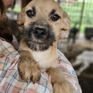 HEINI (♂) - vermittelt MD