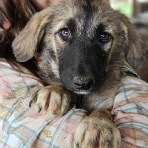 GERTIE (♀) - ausgereist zur Schäferhundrettung e.V.