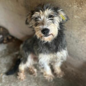 YETTA (♀)- vermittelt JW