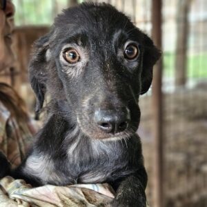 ELIJANA (♀) - Hautprobleme inn Rumänien - auf PS im PLZ Bereich 54 - vermittelt