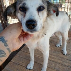 TRUDCHEN (♀) - zu dünn - reserviert Tierhilfe Lebenswert - vermittelt