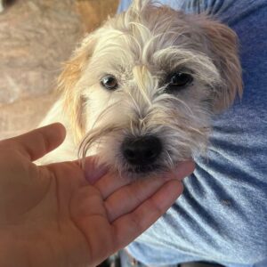 MADDOX (♂) - reserviert Tierhilfe Lebenswert DR - vermittelt