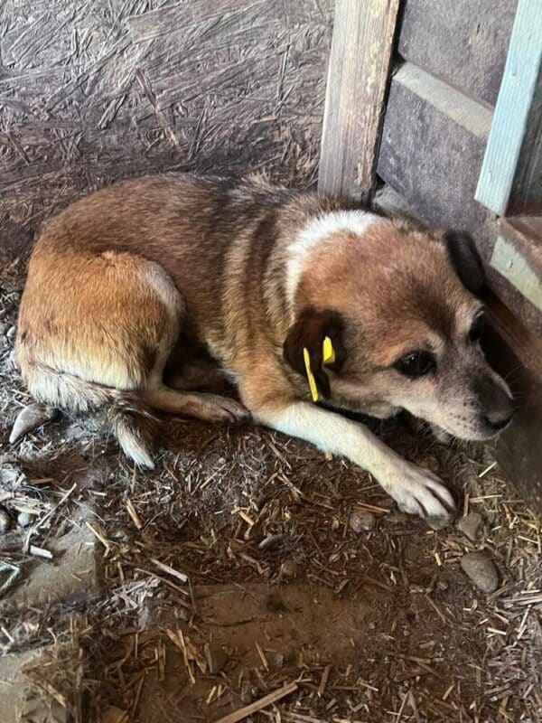 SUNNY (♀) - sehr überfordert - ausgereist zur Tierhilfe Lebenswert – Bild 2