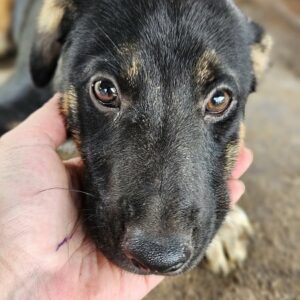 OTHELLO (♂) - auf PS im PLZ Bereich 96 - vermittelt