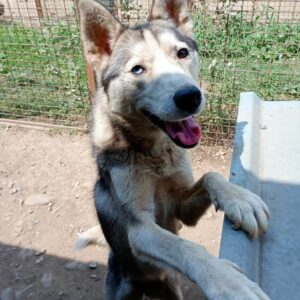 SUKA (♀) - NOTFALL - viel zu dünn - sehr verzweifelt - reserviert Tierhilfe Lebenswert DR - vermittelt