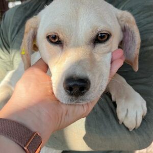 MUSCHEL (♀) - ausgereist zum TST Rösrath