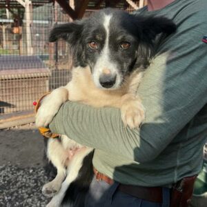 BAIKA (♀)  - vermittelt MD