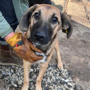 PIETY (♂) - ausgereist zur Tierhilfe Lebenswert