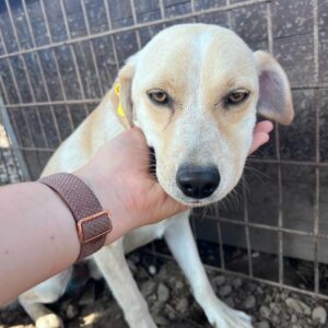 KITON (♂) - ausgereist zum TST Rösrath