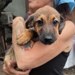 PIPPILOTTA (♀) - ausgereist zu Vierbeiner in Not