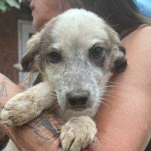 KIWI (♀) - reserviert Tierhilfe Lebenswert DR - vermittelt