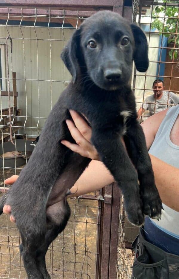 REED (♂) - ausgereist zur Schäferhund Rettung e.V. – Bild 2