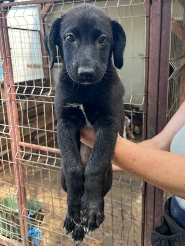 REED (♂) - ausgereist zur Schäferhund Rettung e.V. – Bild 5