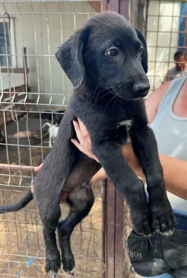 REED (♂) - ausgereist zur Schäferhund Rettung e.V. – Bild 4