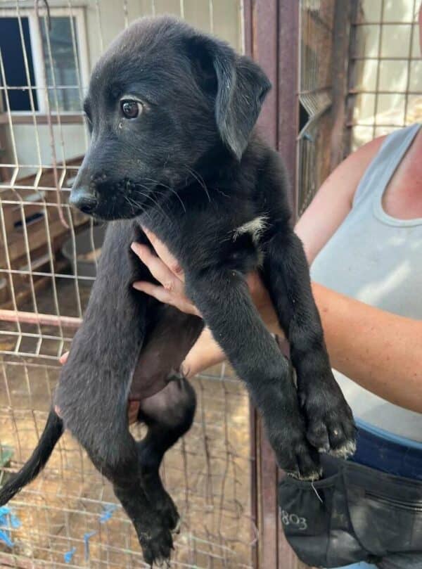 REED (♂) - ausgereist zur Schäferhund Rettung e.V. – Bild 3