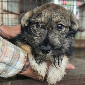 SANNY (♀) - auf PS im PLZ Bereich 15 - vermittelt