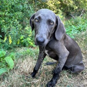 SCHLAPPI (♀) - vermittelt MH