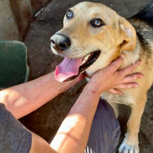 LOUIS (Doppelerfassung, = DIRKY)