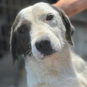 SPOTTY (♂) - ausgereist zum TST Rösrath