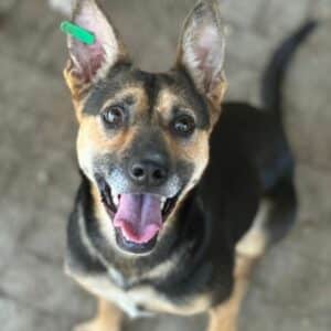 TRUST (♀) - vermittelt MH