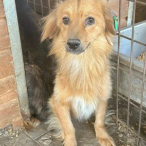 MATE ( ♂ ) - RBB 12/24