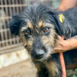 LORETTA (♀) - RBB 08/24