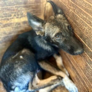 AMORE (♀) - ausgereist zum TH Filderstadt