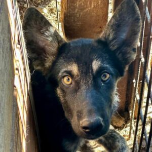 ALAIN (♂) - ausgereist zum TH Filderstadt