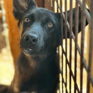 ARJETA (♀) - ausgereist zum TH Filderstadt