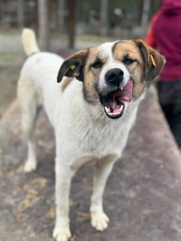 NEEMA (♀) – Bild 2