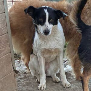 ZITA (♀) - ausgereist zu Step by Paw (AL)