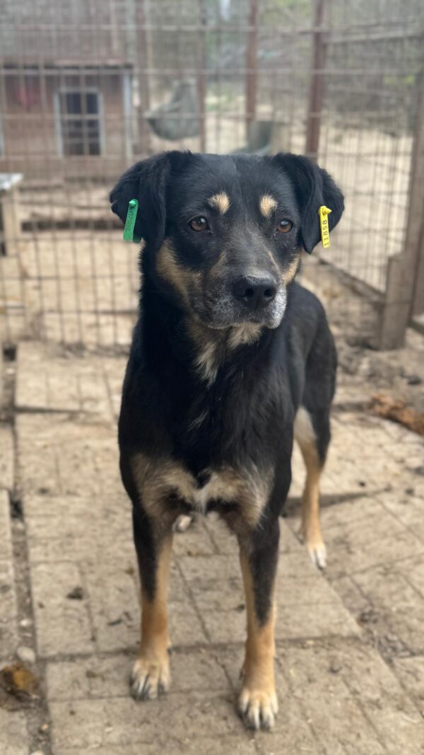 SAFETY (♀) – Bild 4