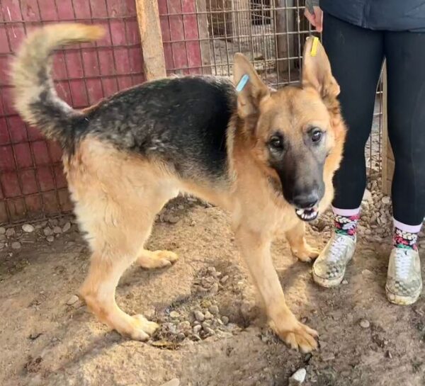 DAVE (♂) - große Wunde am Hals, typisches Schäferhund-Gangbild – Bild 3