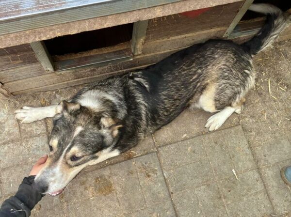 DEWI (♂) – Bild 3