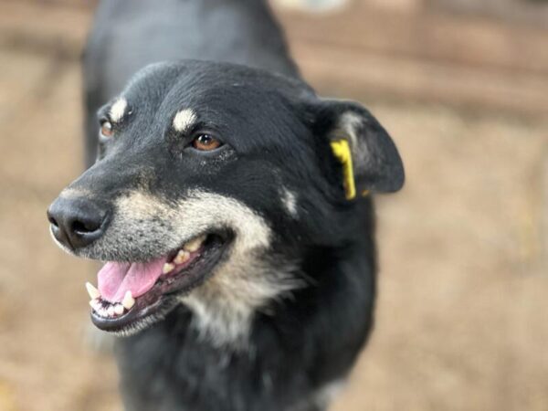 LORETTA (♀) – Bild 10