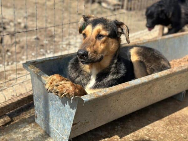 MINJA (♀) - Fehlstellung linke Vorderpfote – Bild 4