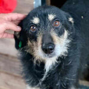 MARLY (♂) - reserviert Vierbeiner in Not (SAS 03.11.)