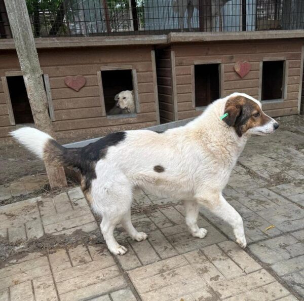 PEPPINO (♂) – Bild 2
